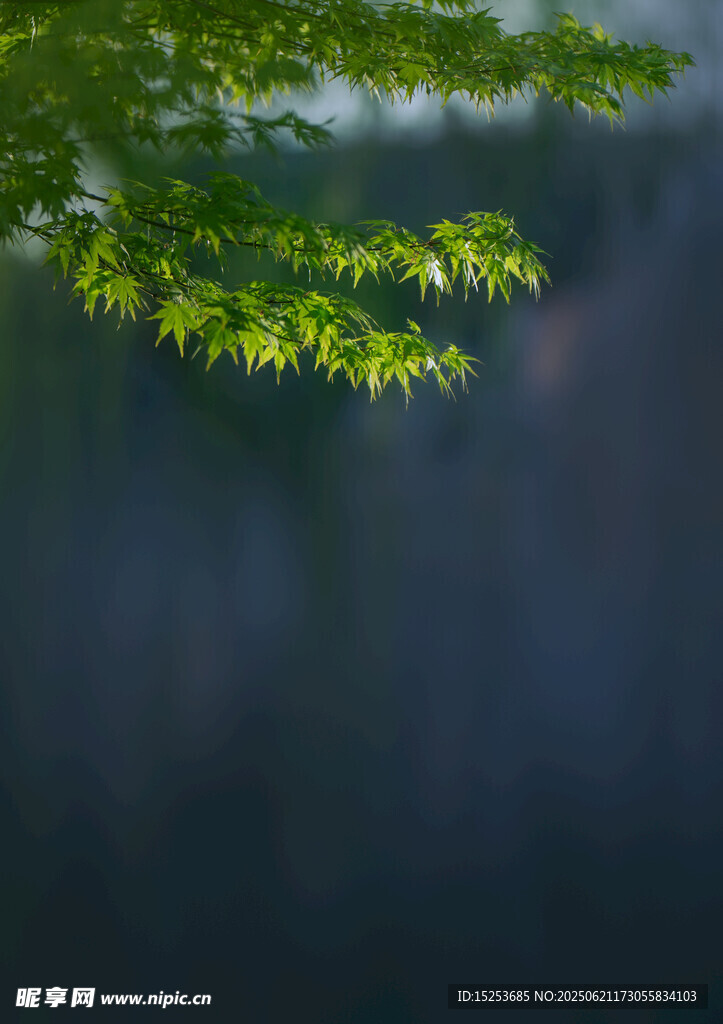 翠绿枝叶朦胧背景之美
