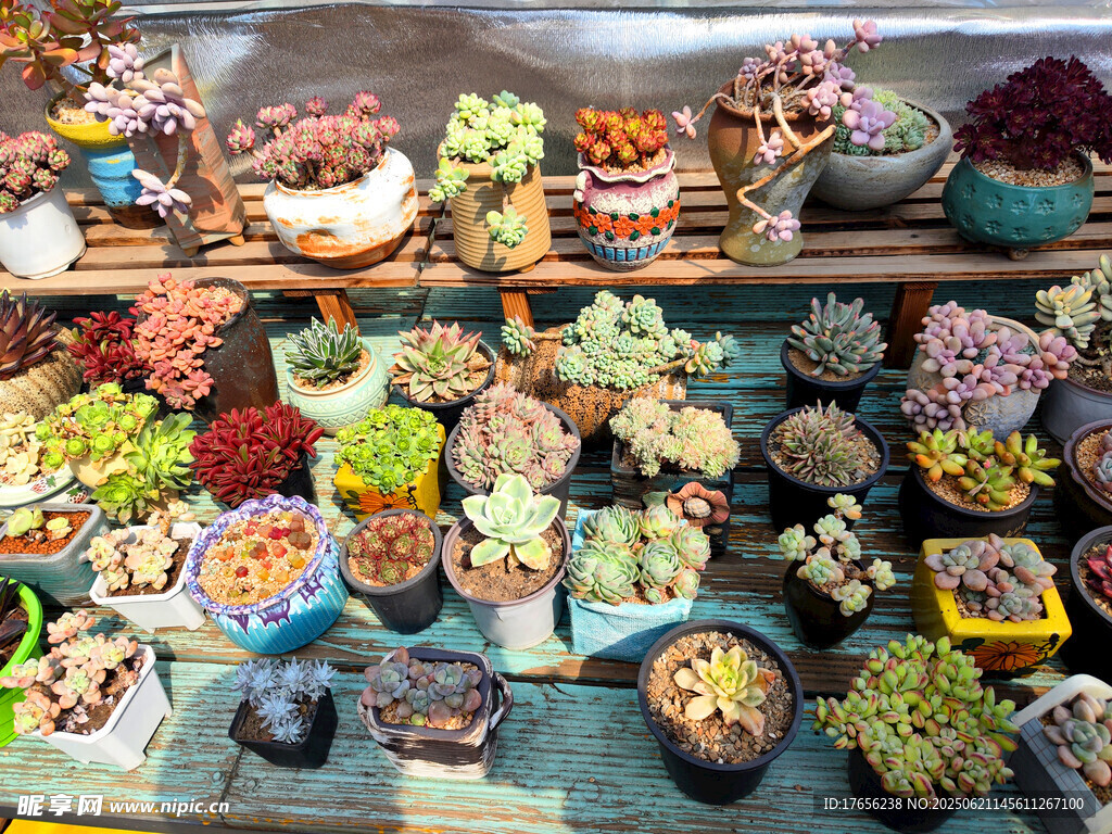 多彩多肉植物展示