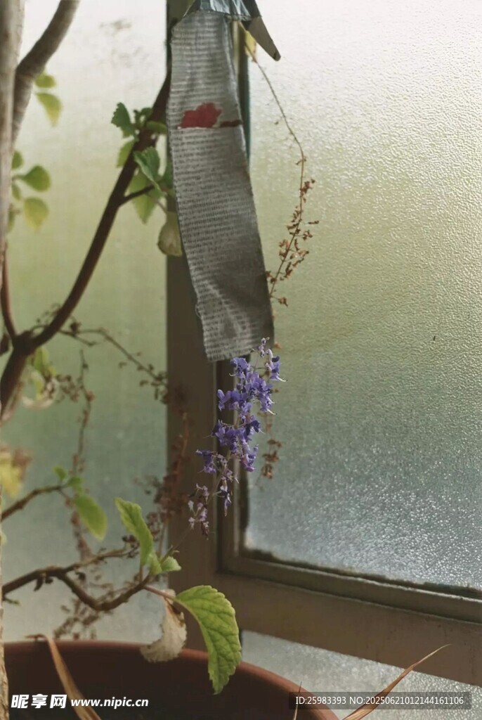 窗边花朵