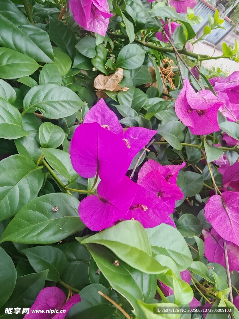 娇艳紫花绽放绿叶间