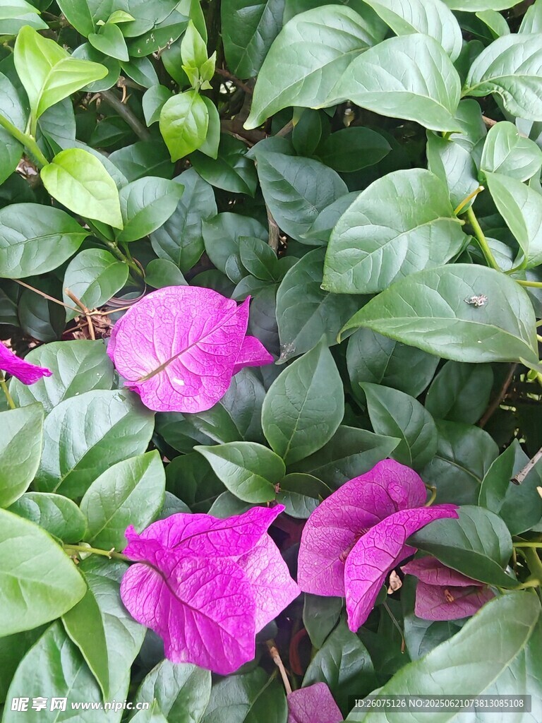 娇艳紫花与绿叶相衬