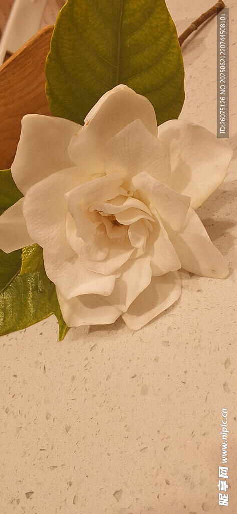 素雅白孜子花特写