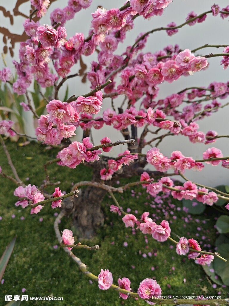 粉色梅花
