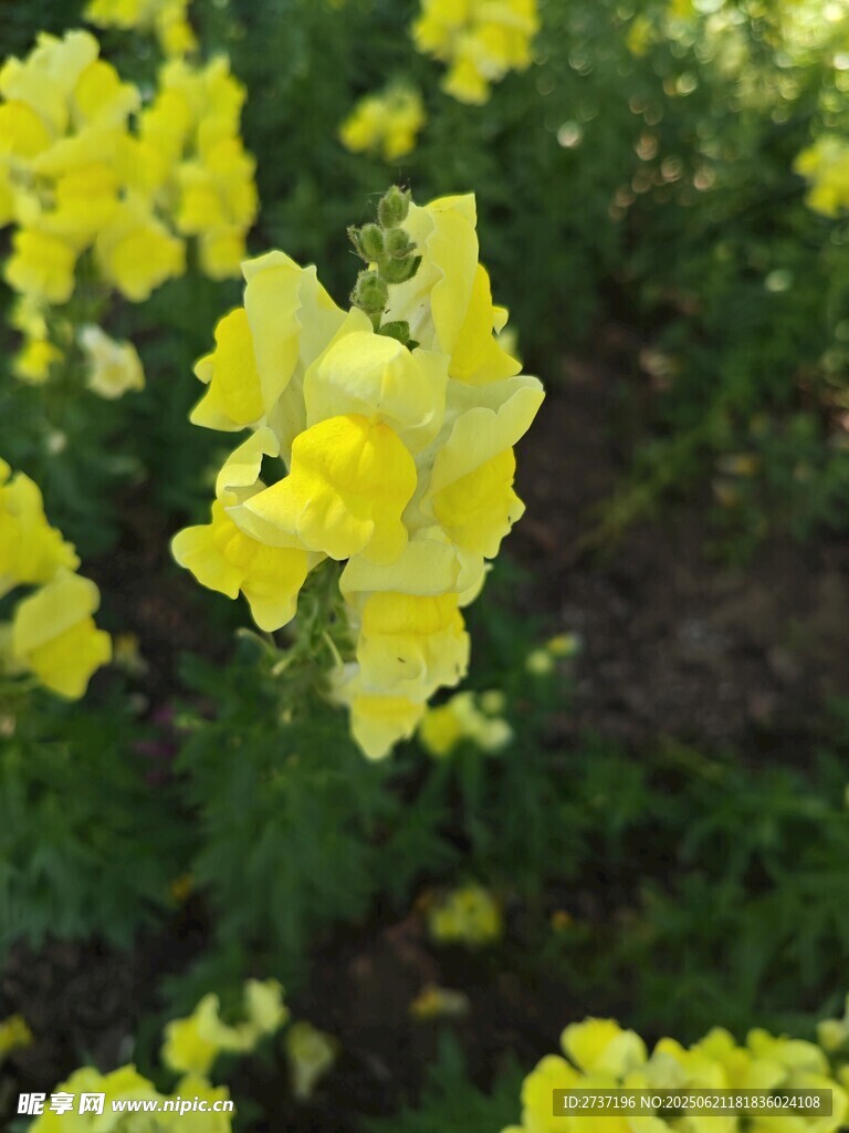 花卉