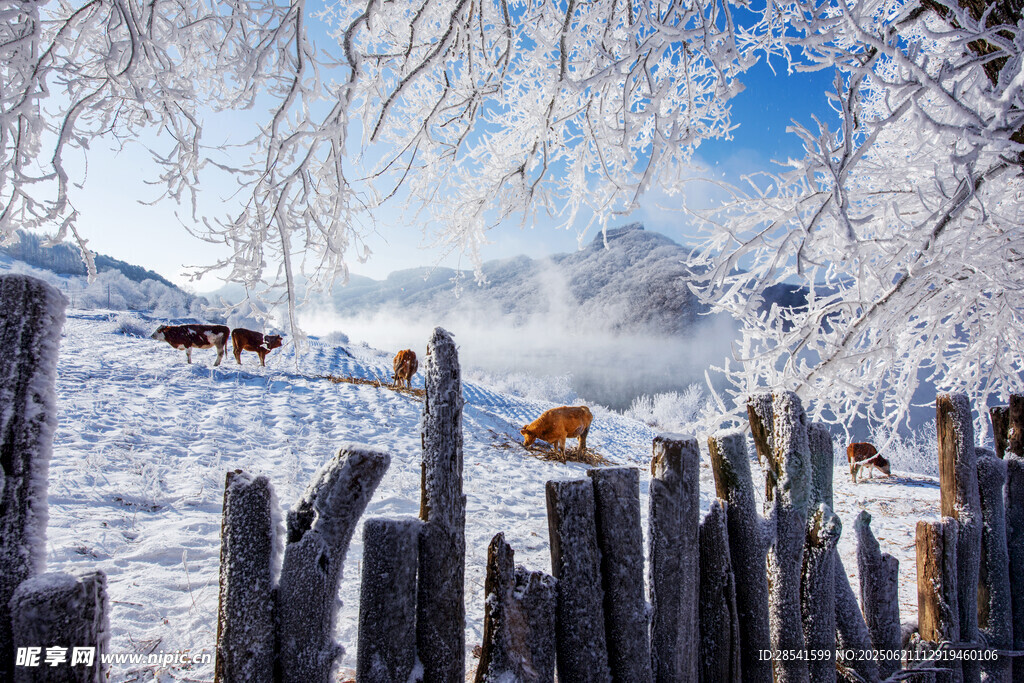 冬日雪景中的木栅栏与远山牛