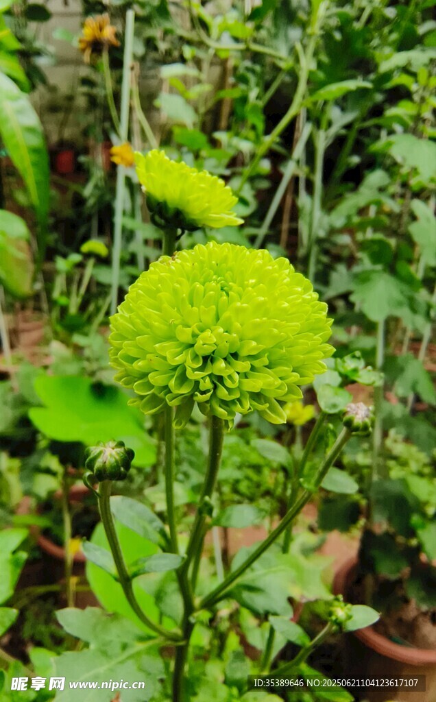 翠绿绣球花 清新自然美