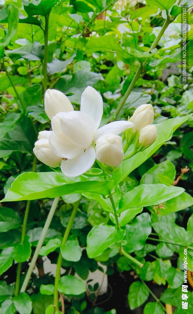 茉莉花