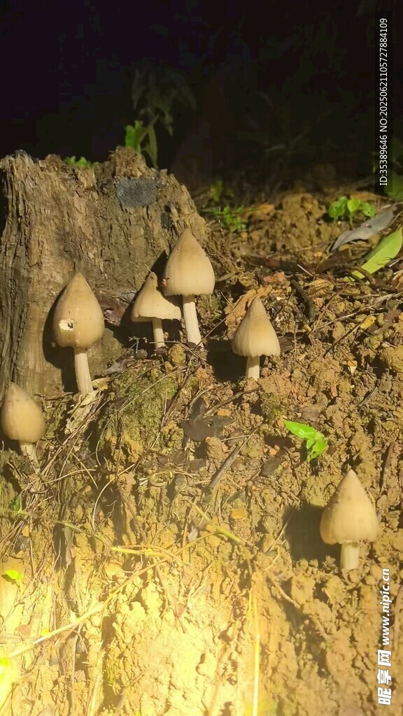 夜晚山坡上的蘑菇群