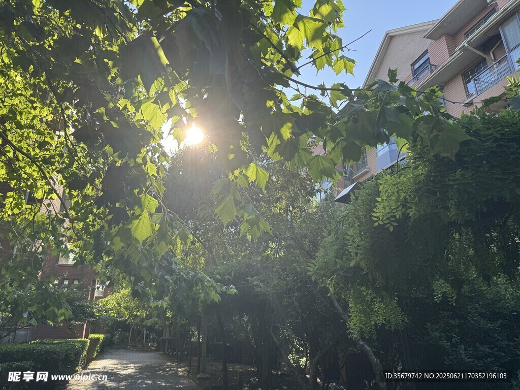 阳光透过树叶洒向楼房