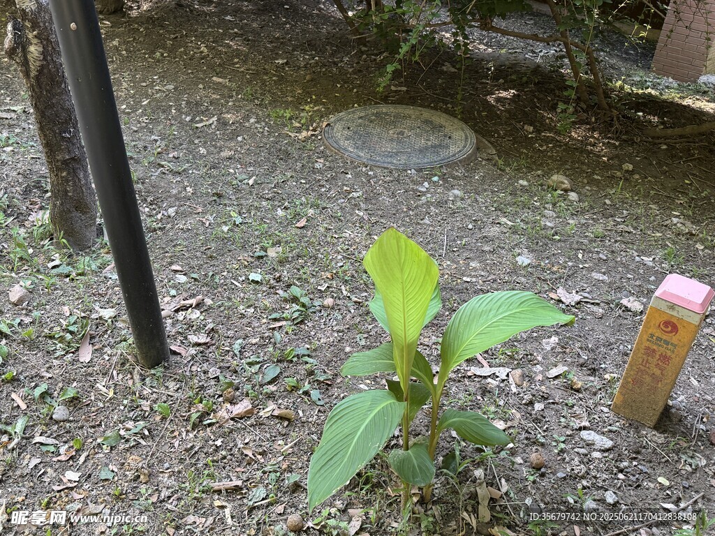 泥土中生长的嫩绿植物