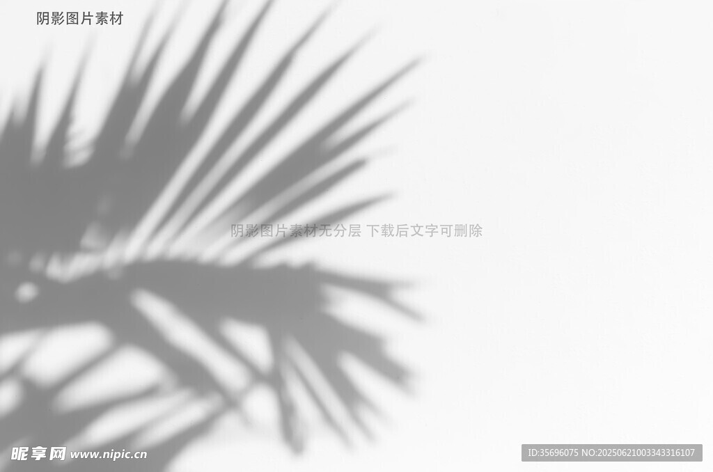 棕榈叶光影特写