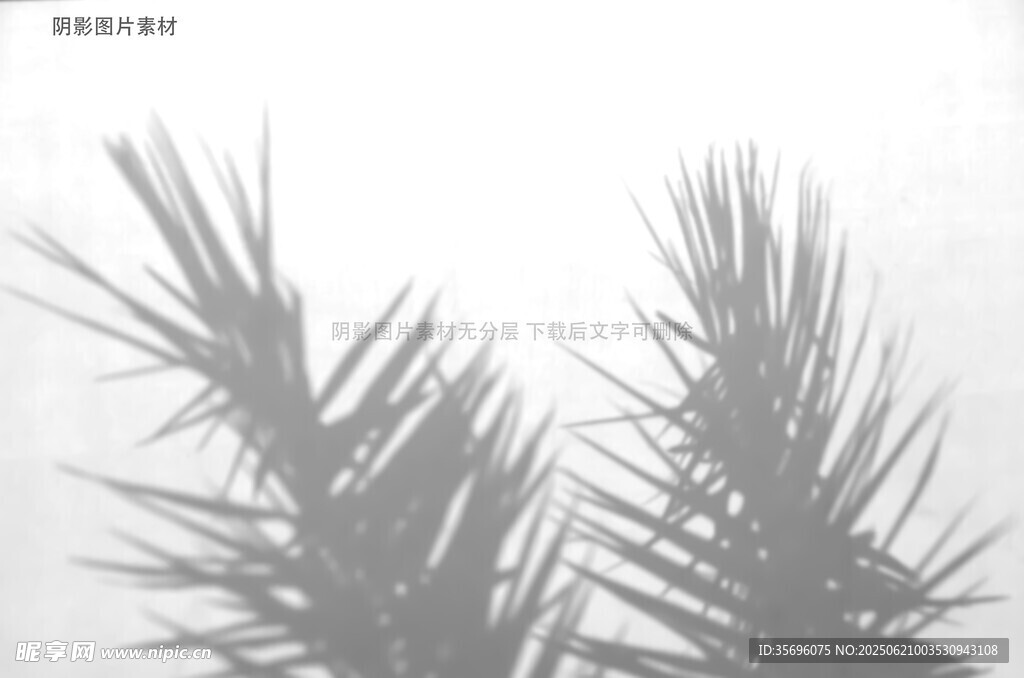 黑白视角下的植物叶片