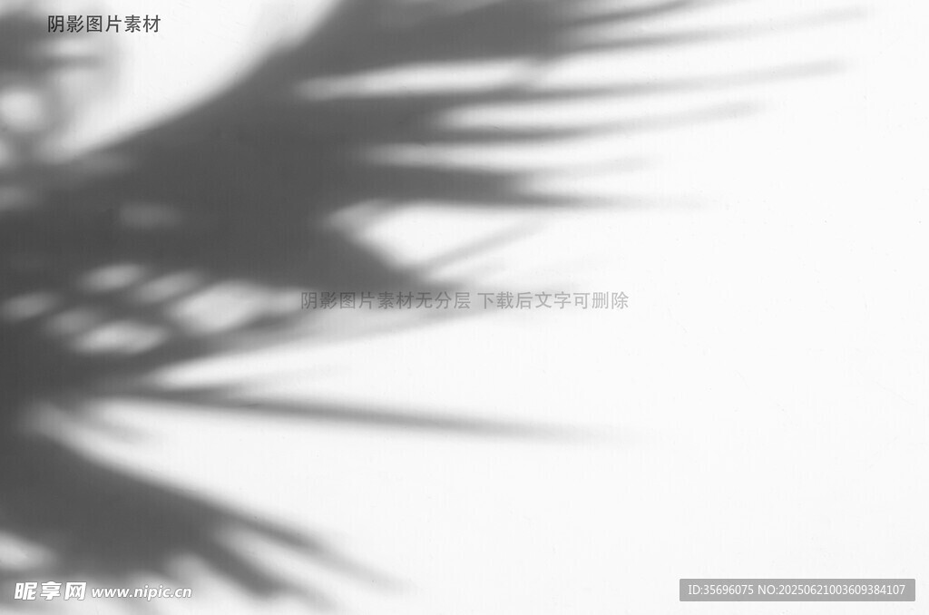 棕榈叶的光影轮廓