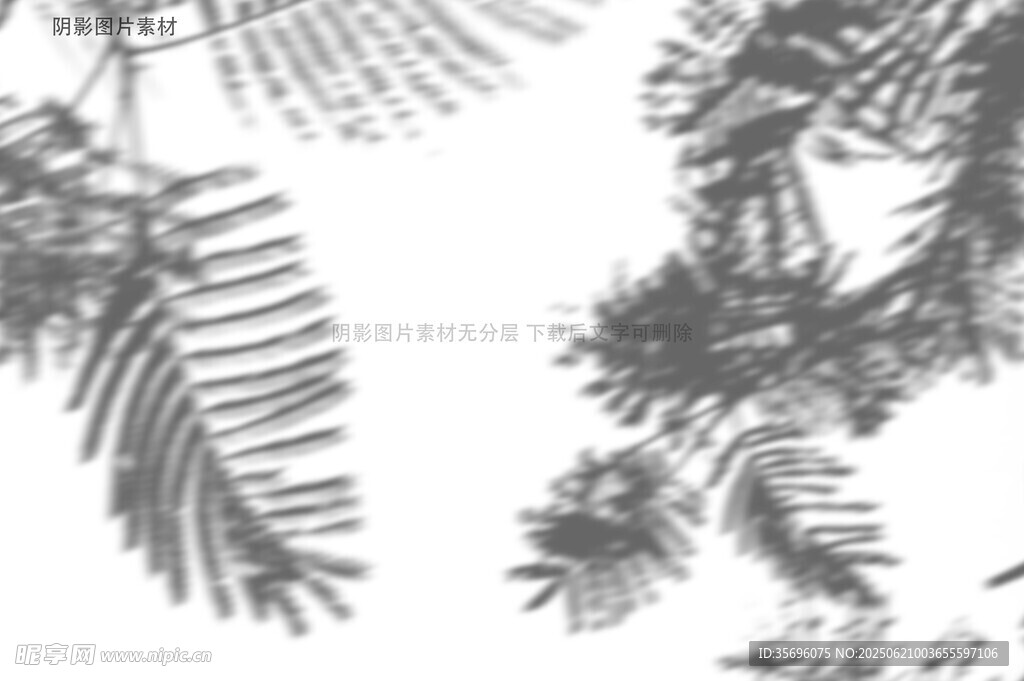 黑白蕨类植物叶片特写