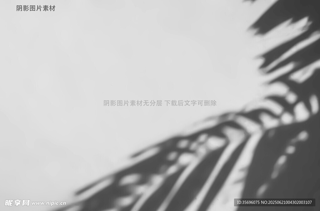 黑白棕榈叶光影特写