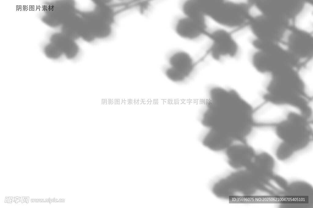 黑白植物枝叶光影特写
