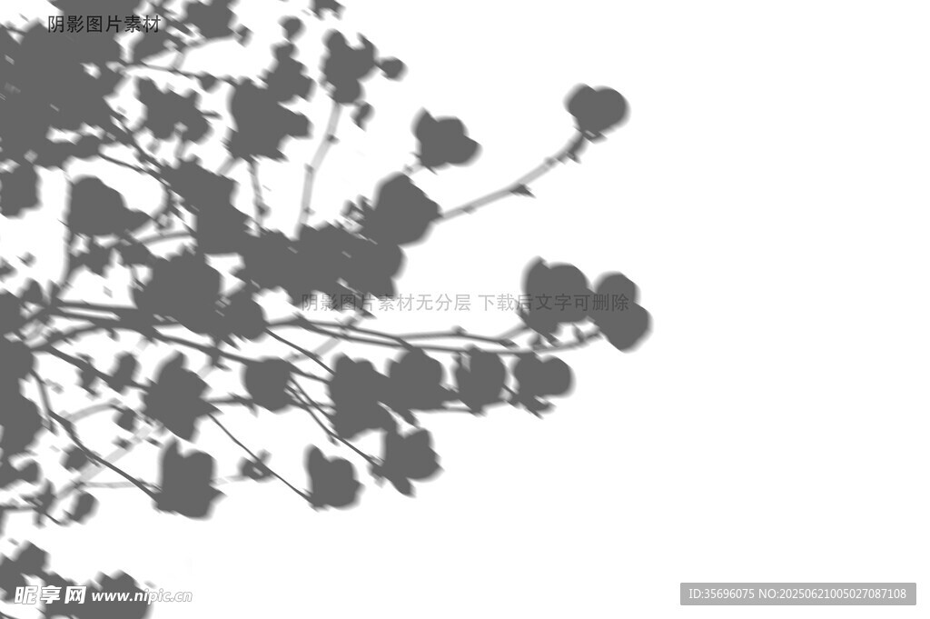 树枝上的叶片剪影