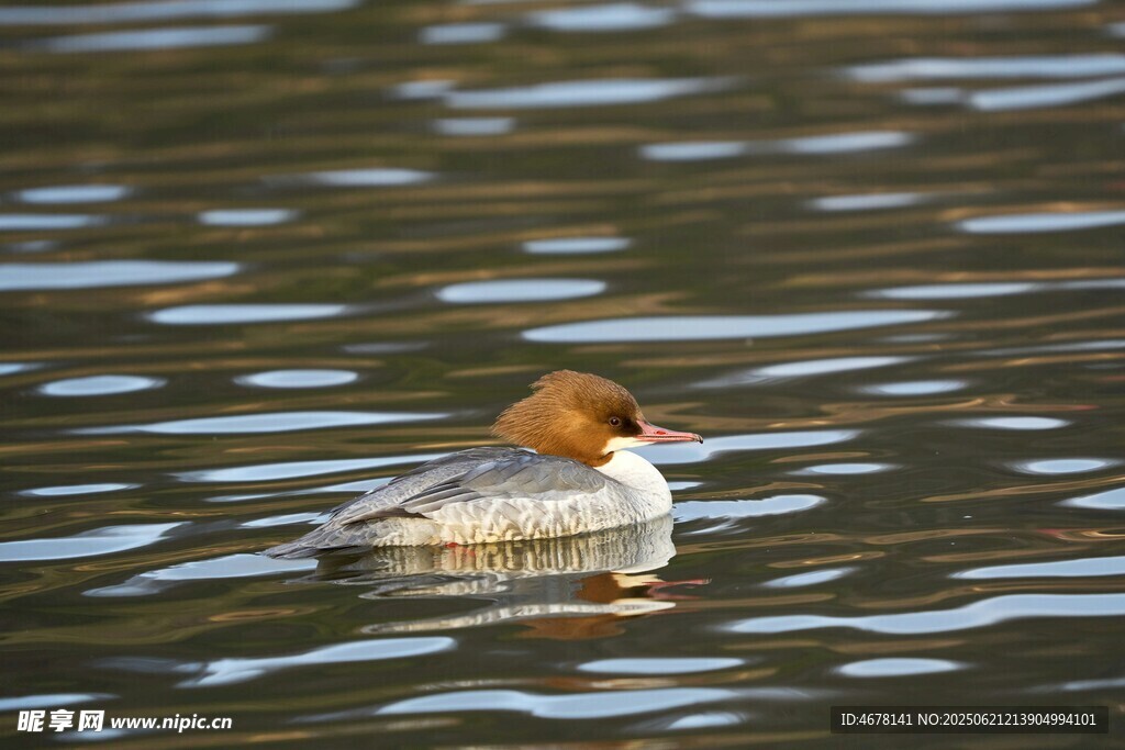 水中游弋的秋沙鸭