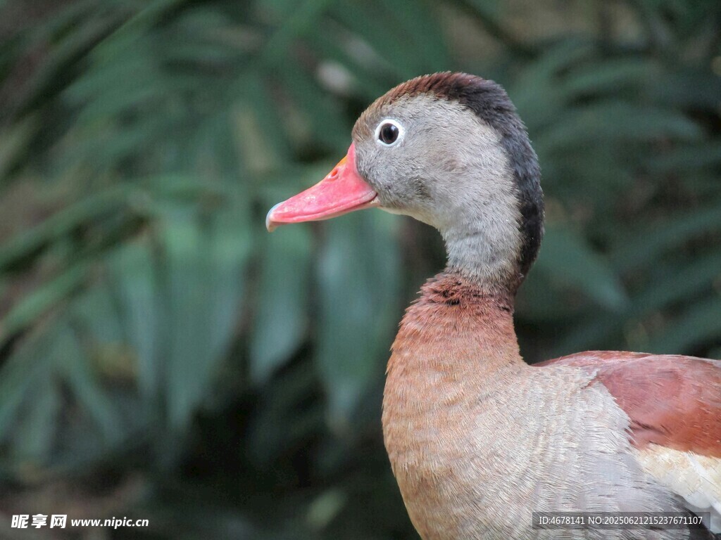 灰羽红喙鸭特写