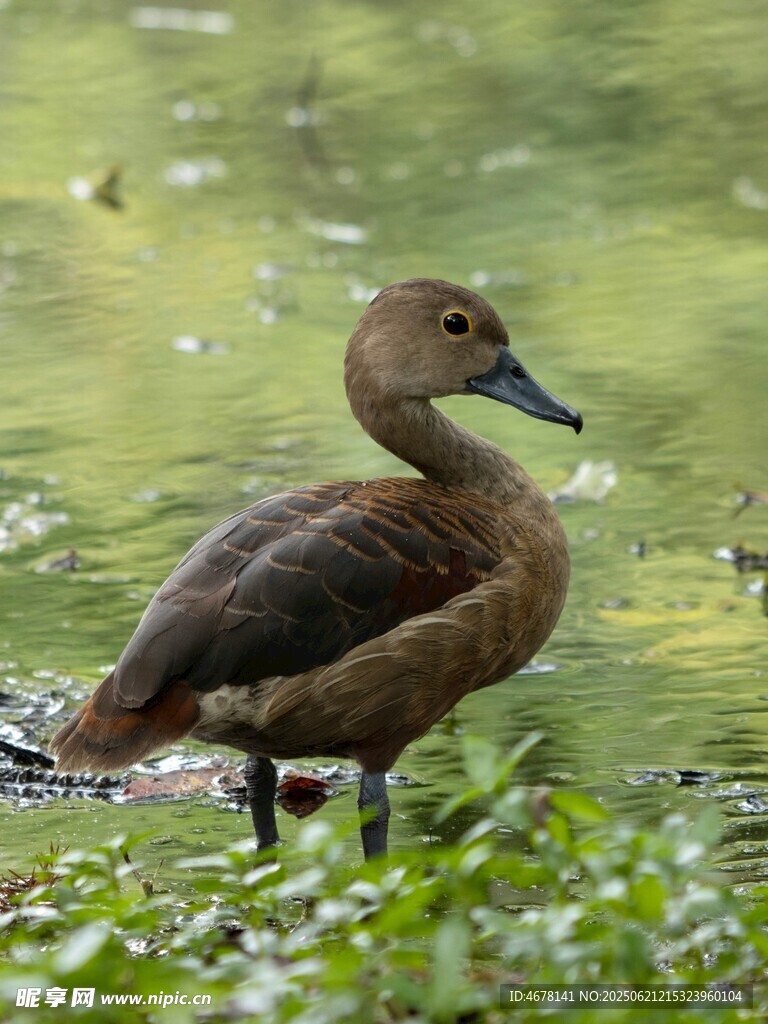 水边的棕色鸭子