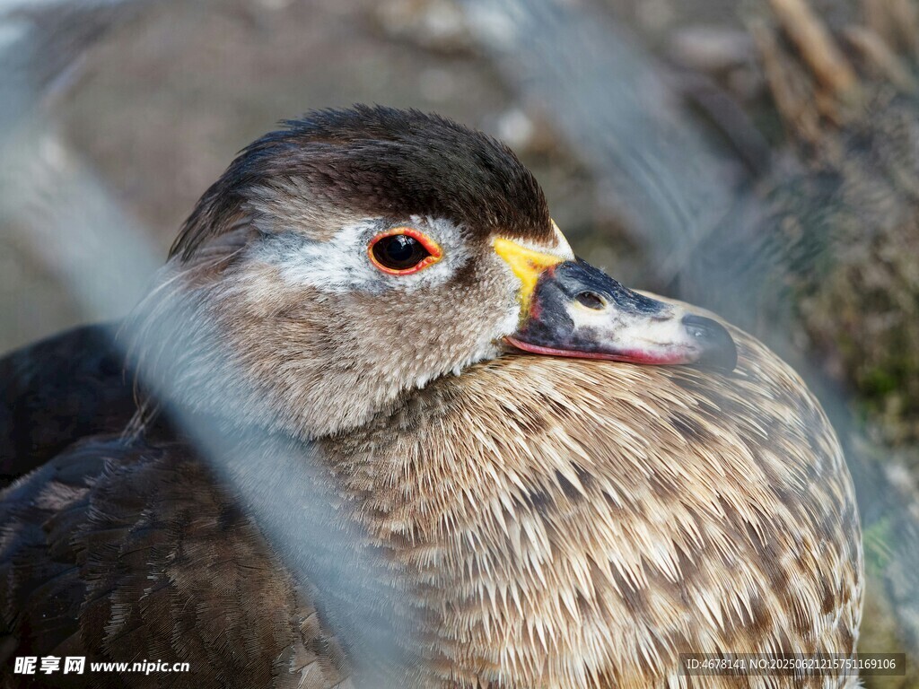 特写可爱的野生水鸟