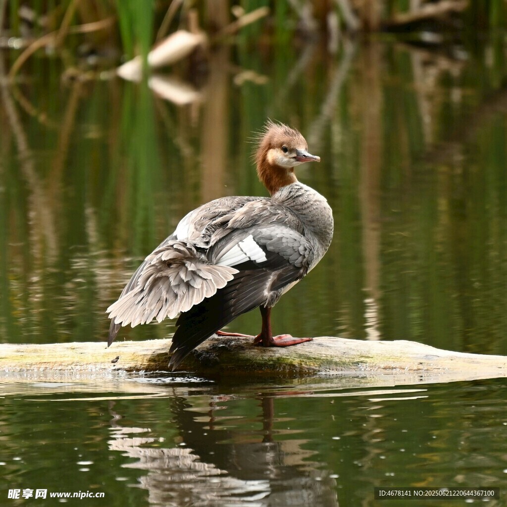 水边栖息的美丽小鸟