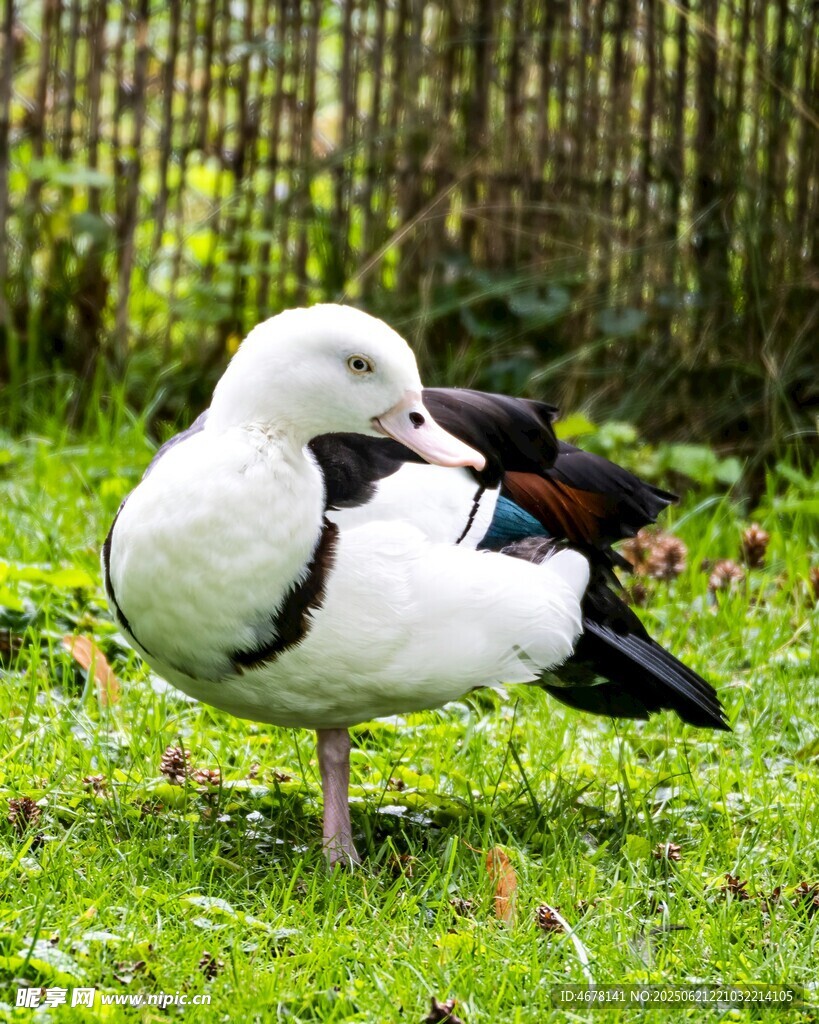 草地上的黑白羽毛鸟