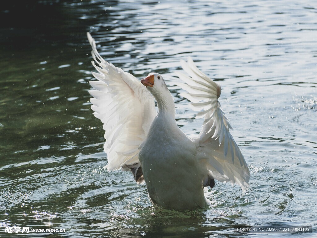 天鹅水中展翅
