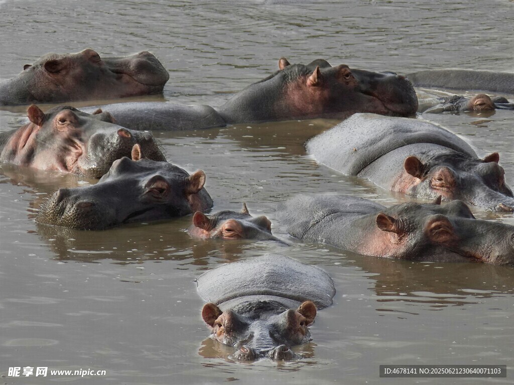 水中聚集的一群河马