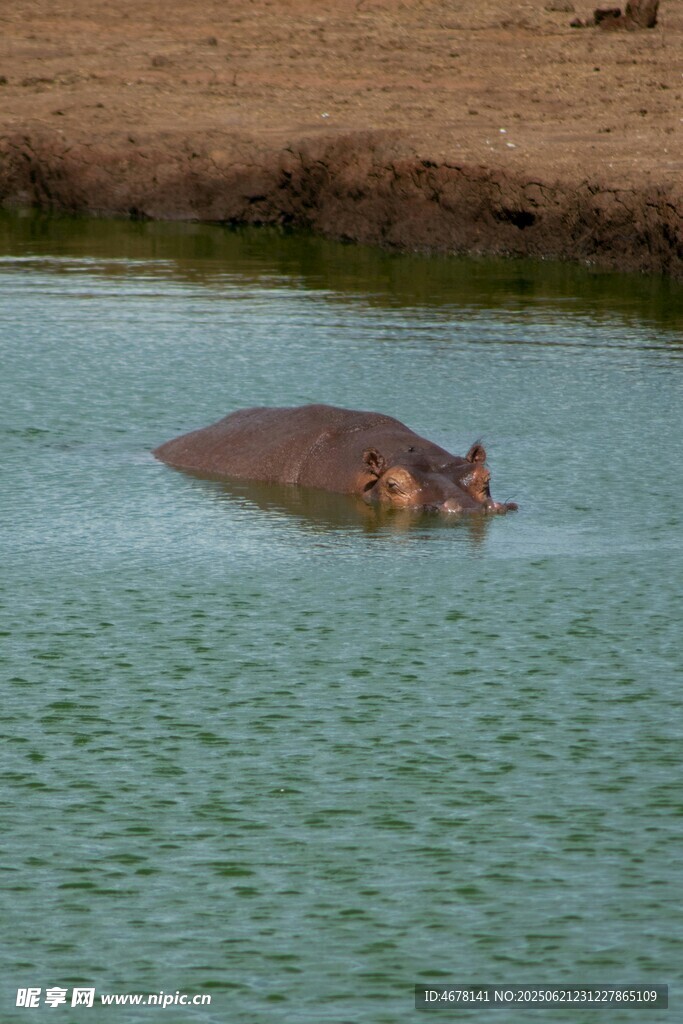 水中的河马