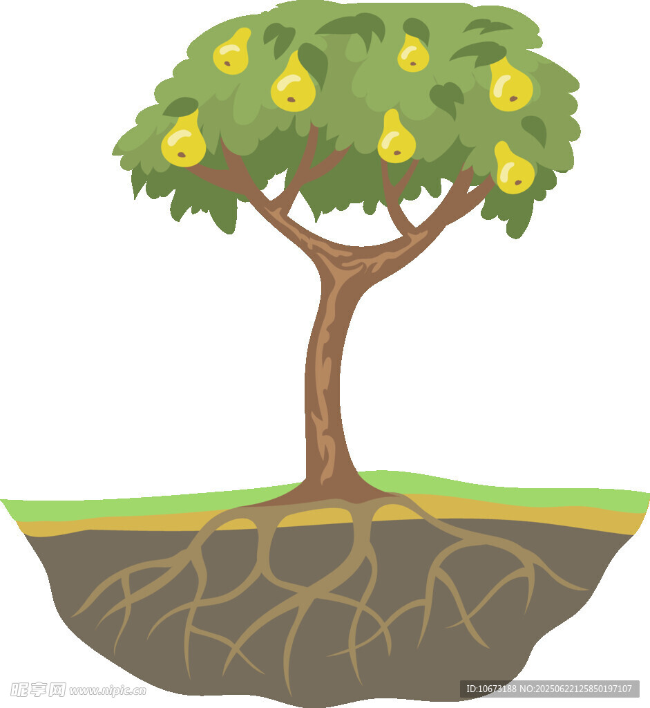 梨树插画