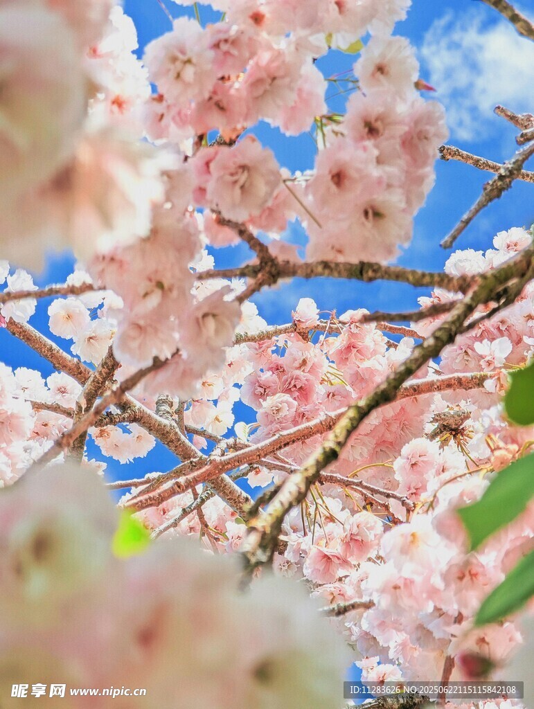 春日烂漫樱花绽放