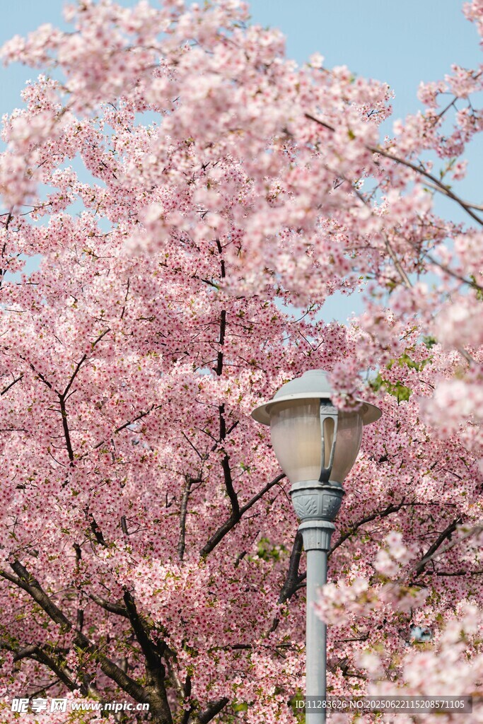春日樱花与路灯美景