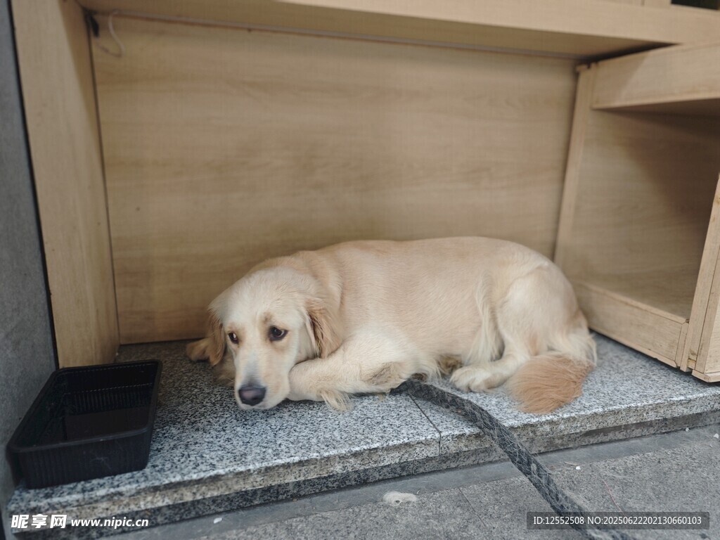 小狗在柜子下安静休憩