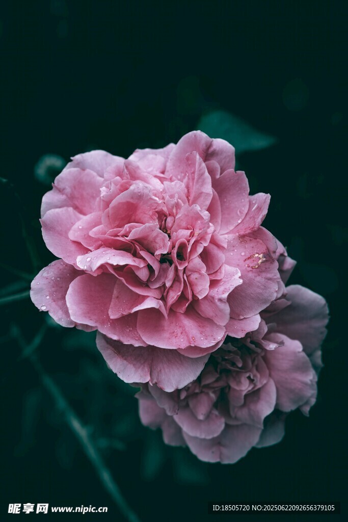 娇艳粉色花卉特写