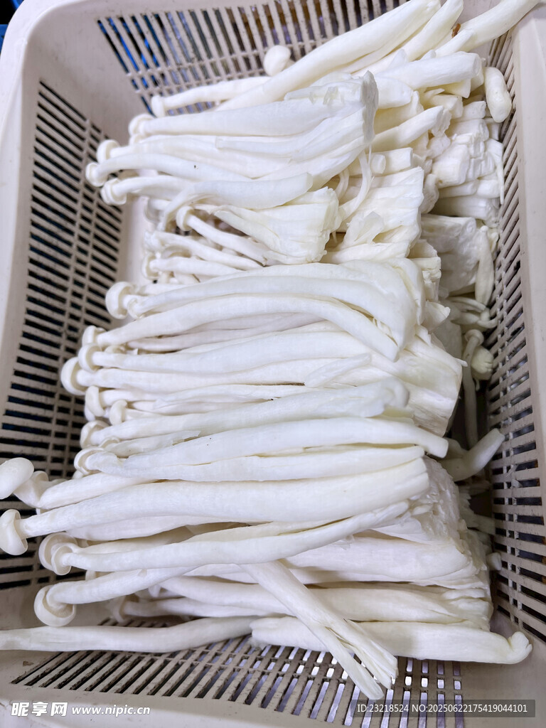 海鲜菇