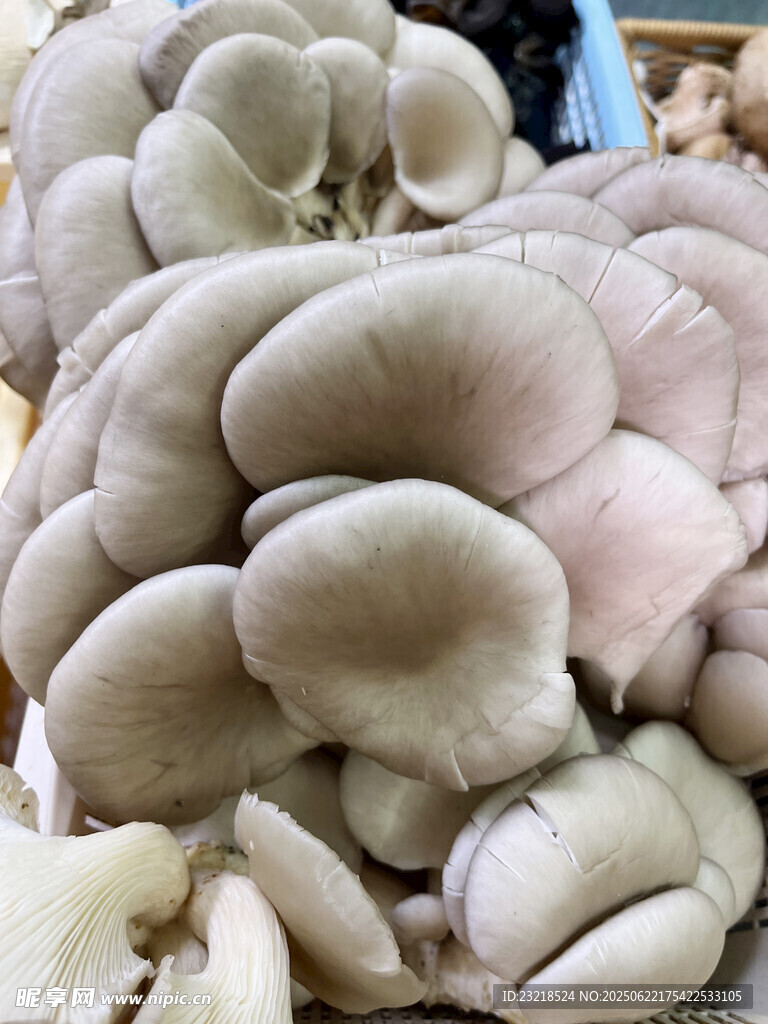平菇