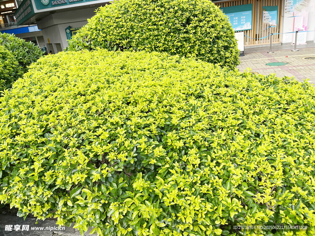 黄金榕