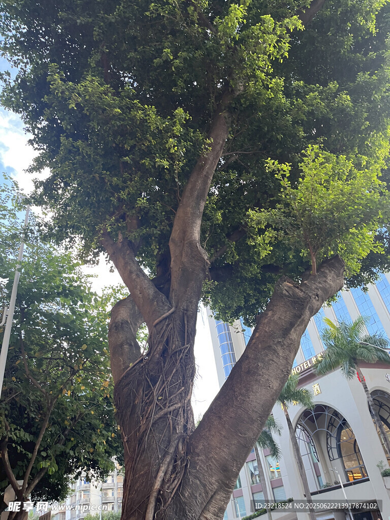 古老大树