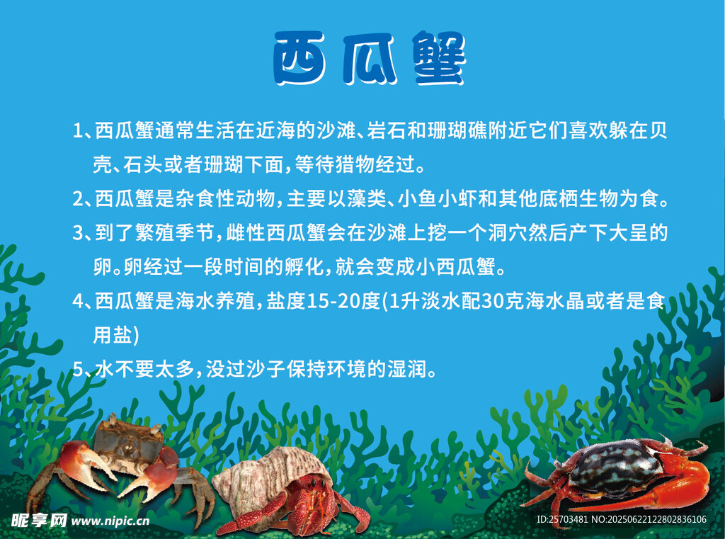 西瓜蟹  寄居蟹  相守蟹  