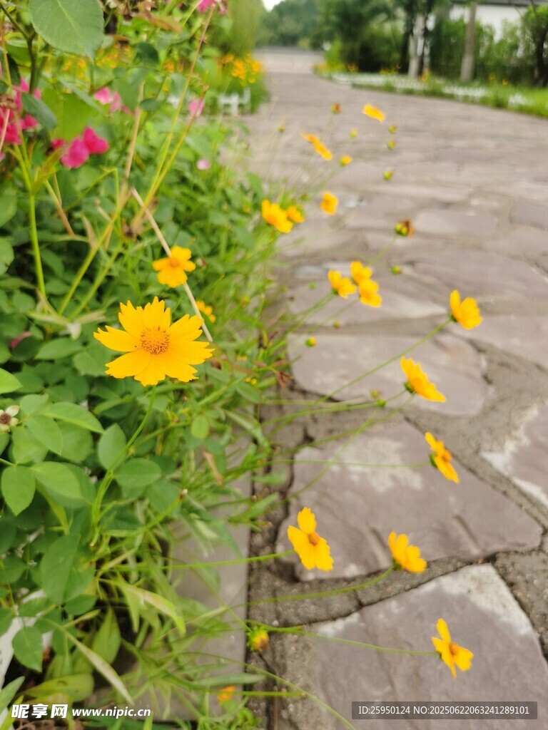 小径旁绽放的明艳小黄花