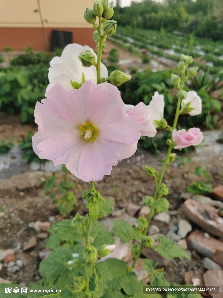 粉色蜀葵花绽放于田园