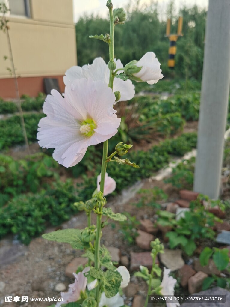 庭院中绽放的美丽白花朵