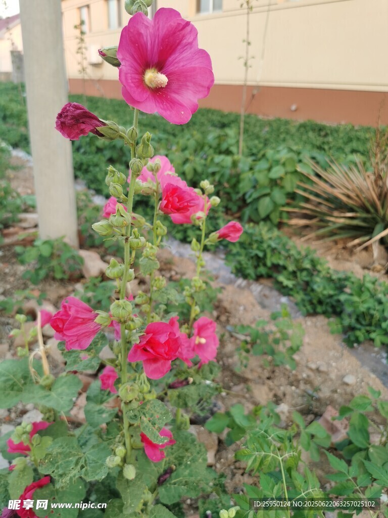 娇艳蜀葵绽放于绿植间