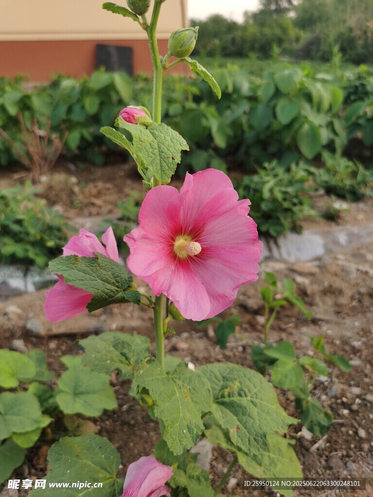 娇艳木槿花绽放