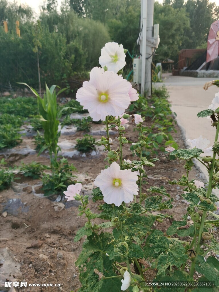 路边绽放的美丽白色花朵