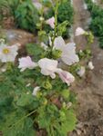 田间绽放的淡雅白色花朵