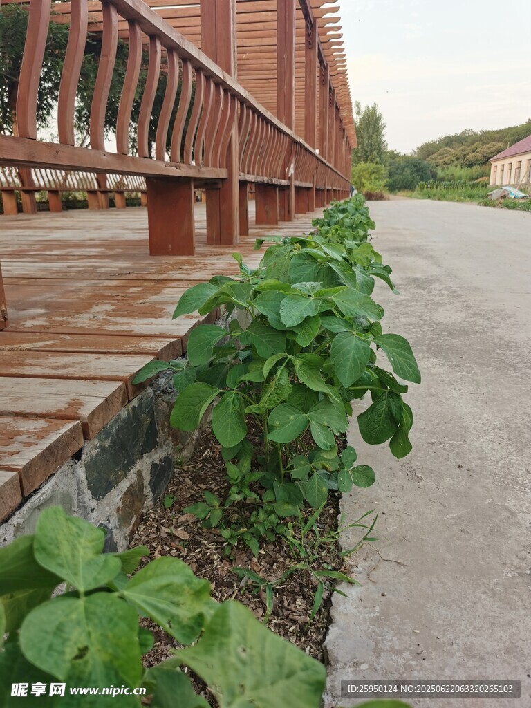 木质栈道旁的绿植景观