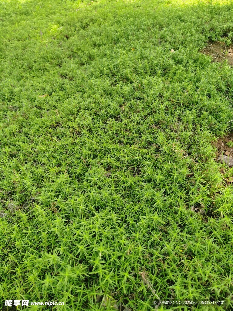 翠绿繁茂的新生植物