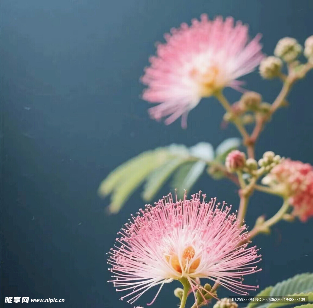合欢花